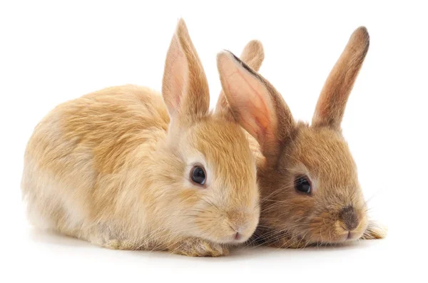 Twee mooie konijnen. — Stockfoto