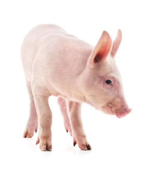 Little pink pig. — Stock Photo, Image