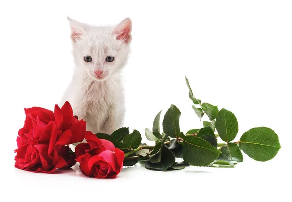 White kitten and rose. — Stock Photo, Image