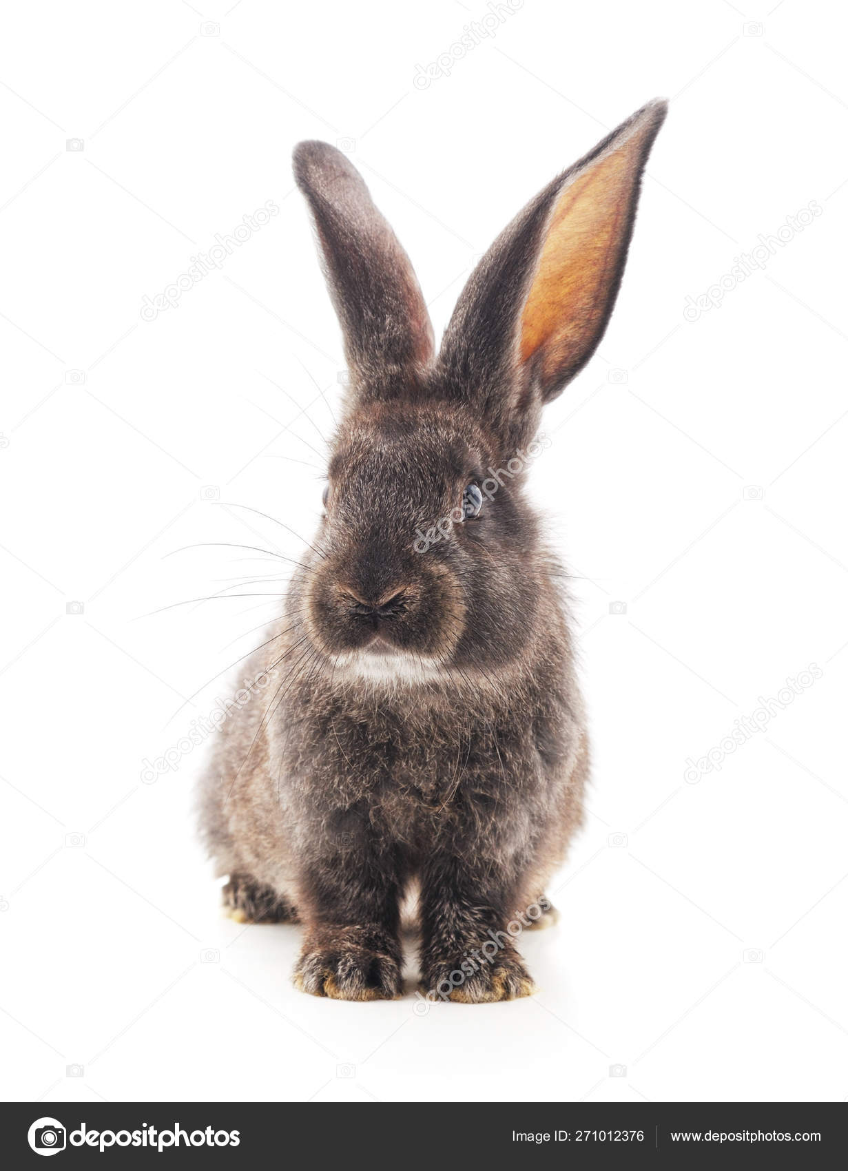 Lapin Bebe Gris Image Libre De Droit Par Voren1 C