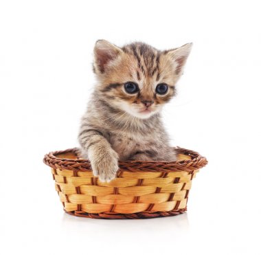 sepet içinde kedi yavrusu.