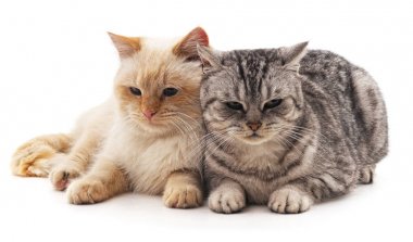 gri ve beyaz kedi.