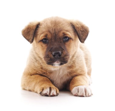 Bir köpek yavrusu.