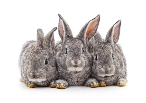 Tres conejos pequeños . —  Fotos de Stock