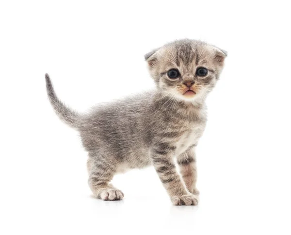 One little kitten. — Stock Photo, Image