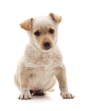 Beyaz güzel köpek yavrusu.