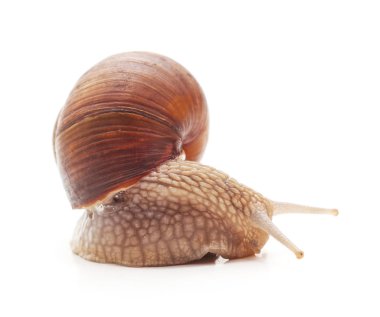 bir büyük salyangoz.