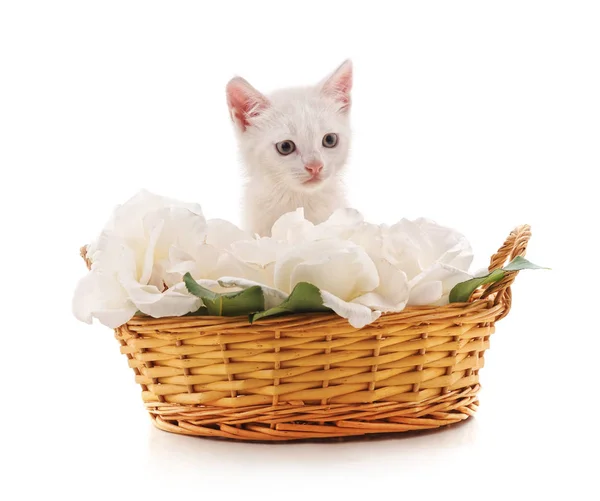 꽃이 담긴 바구니에 담겨 있는 흰 고양이. — 스톡 사진