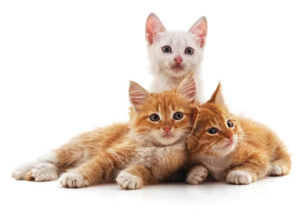 Three small cats. — Stock Photo, Image