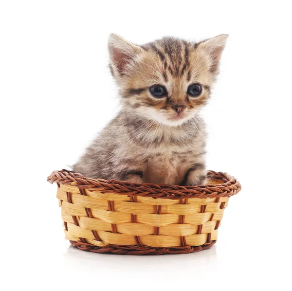 Kätzchen im Korb. — Stockfoto