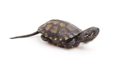 Bir küçük kaplumbağa.