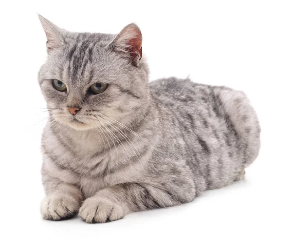 Graue schöne Katze. — Stockfoto