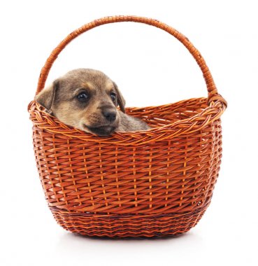 Sepette küçük bir köpek yavrusu.