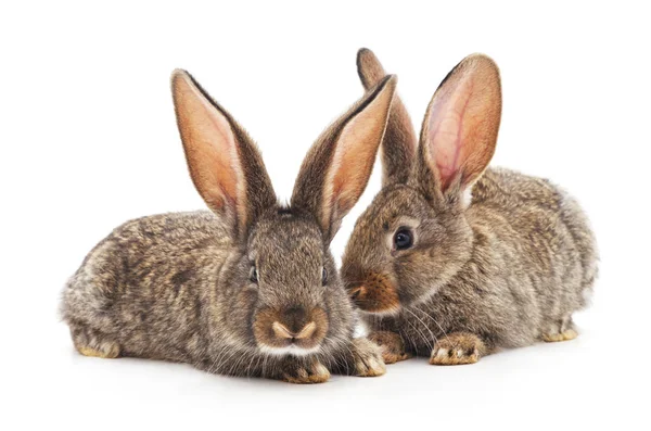 Twee kleine konijnen. — Stockfoto