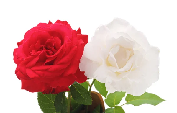 Красные и белые розы. — стоковое фото