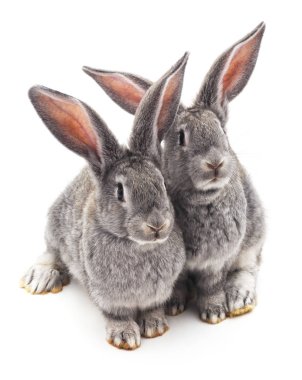 İki güzel tavşan.