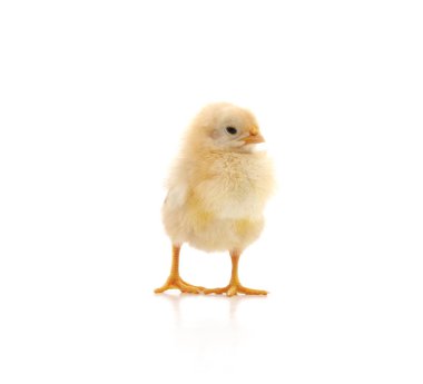 küçük sarı tavuk.