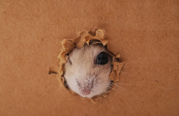 Hamster branco e buraco . — Fotografia de Stock