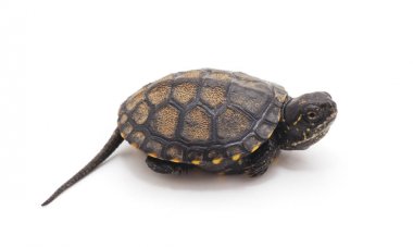 Bir küçük kaplumbağa.