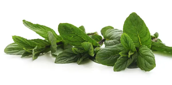 Leaves of green mint. — Stock Photo, Image