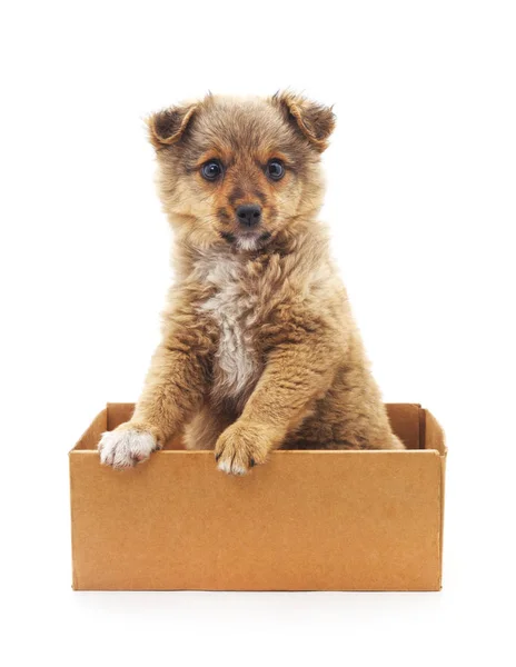 Puppy in the box. — Stock Photo, Image