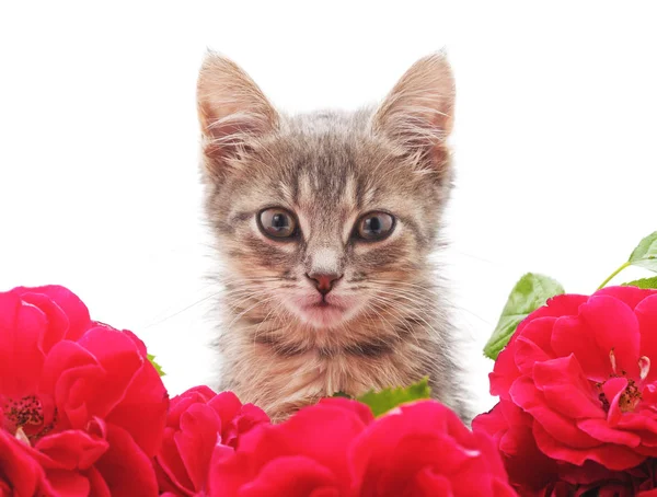 Gatinho em rosas . — Fotografia de Stock