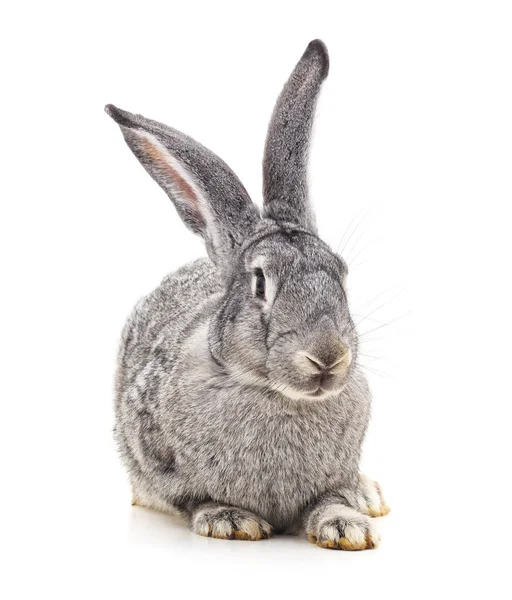 Grey big rabbit. Stock Image
