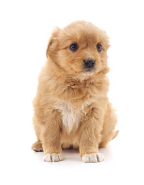 Kahverengi güzel köpek yavrusu.