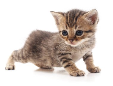 Küçük bir kedi yavrusu.
