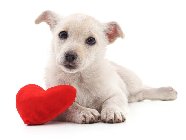 Puppy and heart. — Stock Photo, Image