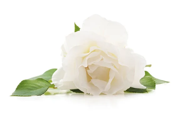 Одна белая роза . — стоковое фото