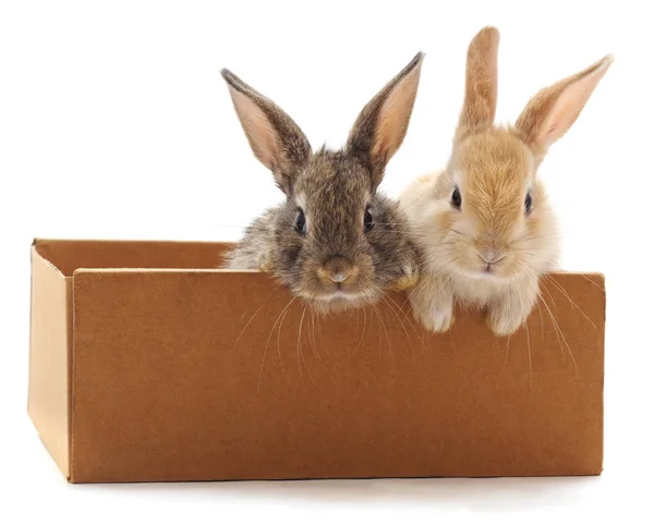 Kutusunda kırmızı bunny.