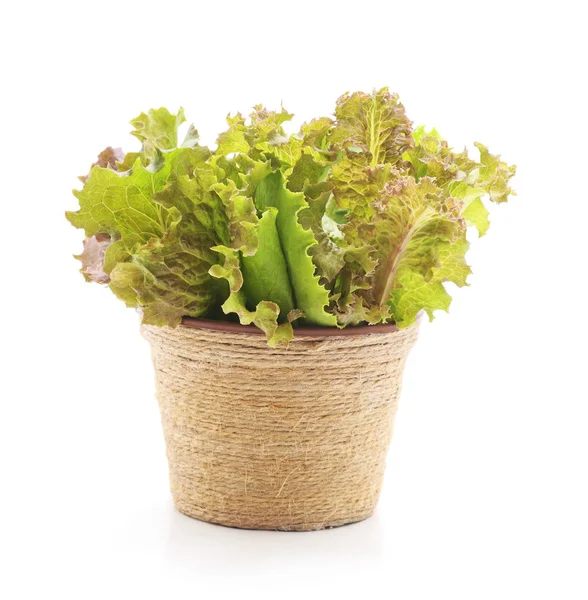 Fresh lettuce leaves. — Stock Photo, Image