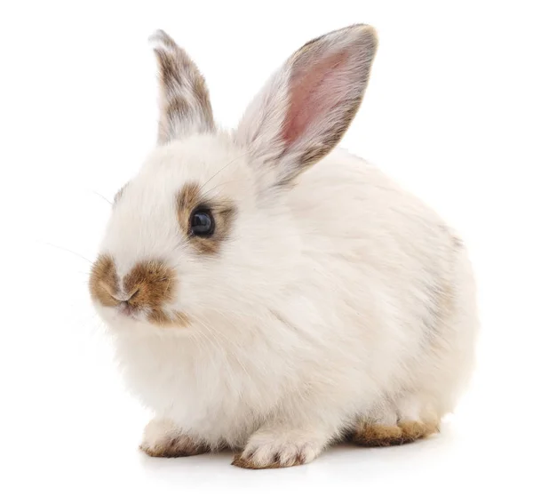 One white rabbit. — Stock Photo, Image