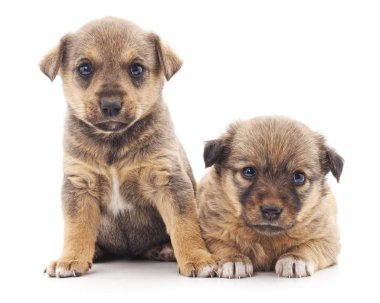 iki küçük yavrusu.