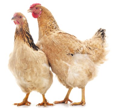 iki kahverengi tavuk.