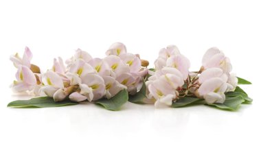 Akasya beyaz çiçeği.