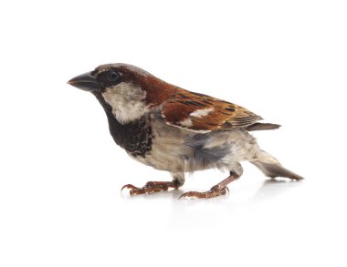 Küçük bir serçe.