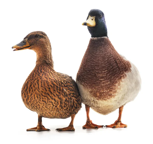 Two wild ducks. — Stock Photo, Image