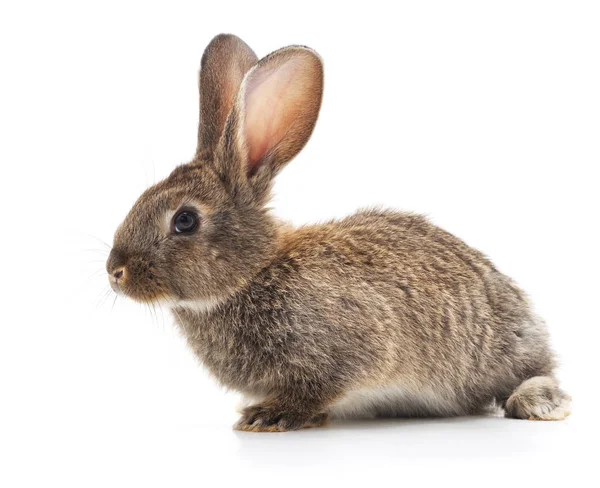 Ein braunes Kaninchen. — Stockfoto