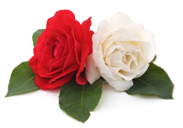 Белые и красные розы . — стоковое фото