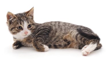 Küçük bir kedi yavrusu.