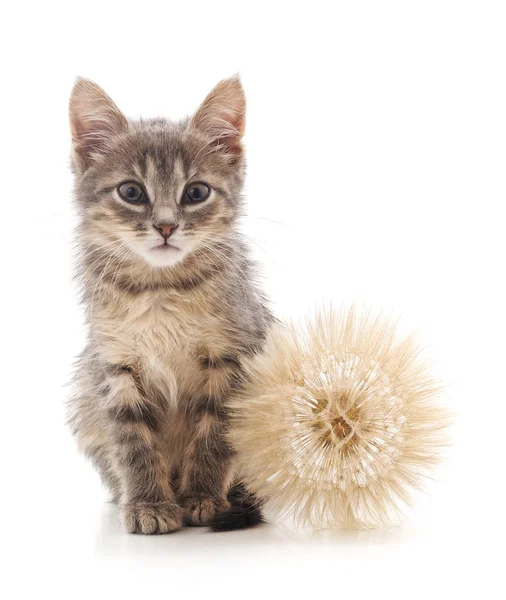 En randig kattunge med en boll av maskros. — Stockfoto