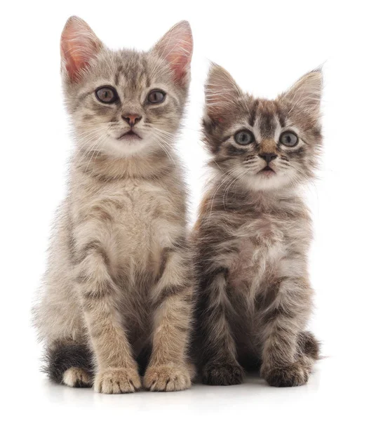 Two young cat. — Stock Photo, Image