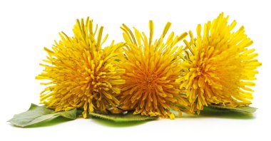 Karahindiba yaprakları ile.