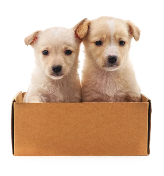 Brown puppys in a box. — Stock Photo, Image