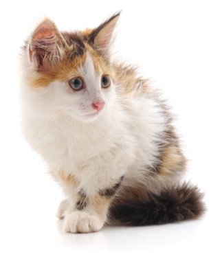 Küçük bir kedi yavrusu.