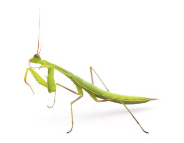 Büyük yeşil mantis.