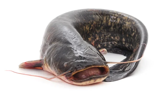 Bir vahşi yayın balığı.