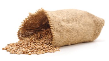 Buğday torbaya dökülür.